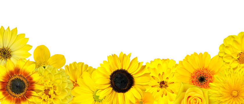 Fototapeta Selection of Yellow Flowers at Bottom Row Isolated