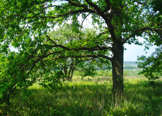 Fototapeta na wymiar Łąka wiosną z dużym drzewem ze świeżych zielonych liści
