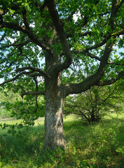 Spring meadow with big tree with fresh green leaves