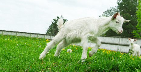 Fototapeta premium little white goat
