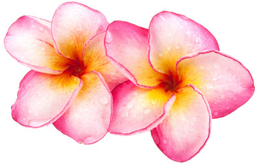 fleurs frangipanier rose