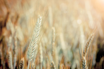 Fototapeta premium Wheat