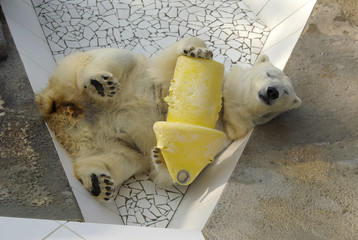 Ours polaire en captivité dans un zoo