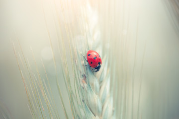 Ladybug on a spike