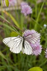 エゾシロチョウの交尾