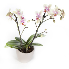 Fototapeta premium Orchidée Phalaenopsis blanche avec pot blanc