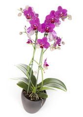 Orchidée phalaenopsis avec un pot gris foncé