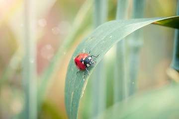 Ladybug on a spike