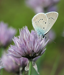 Бабочка голубянка (Lycaenidae) на цветах лука