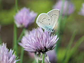 Бабочка голубянка (Lycaenidae) на цветах лука