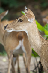 Burmese Brow - Antlered Deer (Eld's Deer)