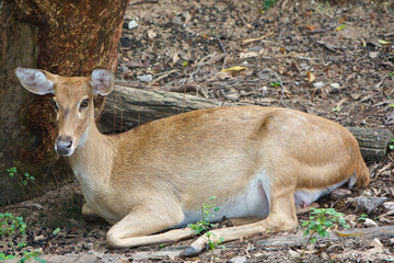 Burmese Brow - Antlered Deer (Eld's Deer)