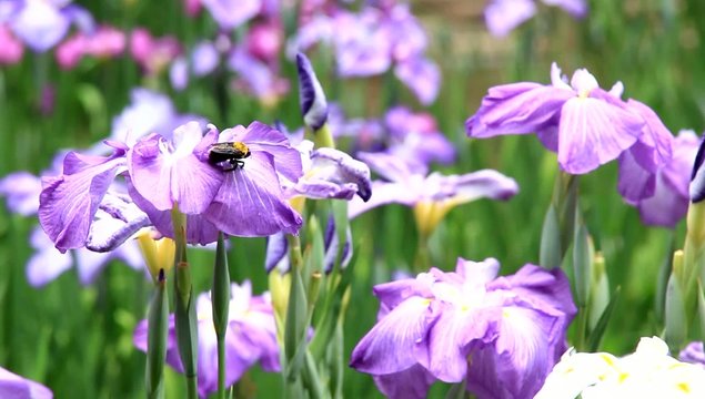 iris and carpenter bee