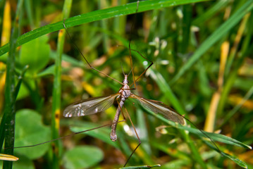 Tipula in primo piano