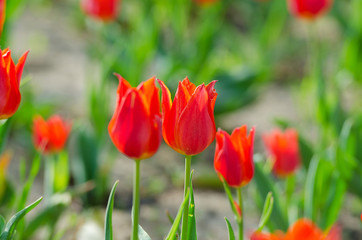 Flowers tulips in the garden