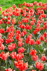 Obraz premium Flowers tulips in the garden