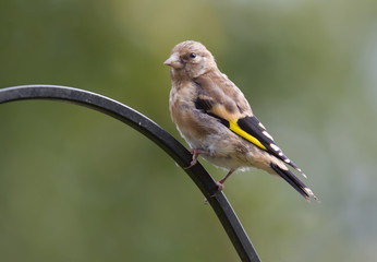 European Goldfinch, Juvenile, Carduelis carduelis