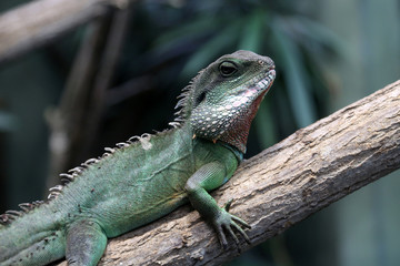 Wasseragame