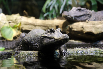 Fototapeta premium Alligator