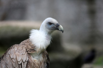 Gänsegeier