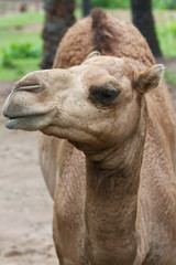 Arabian camel (Camelus dromedarius)