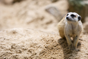 Fototapeta premium Meerkat