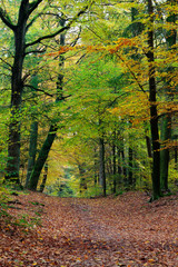 Autumn fall forest scene with vibrant colors