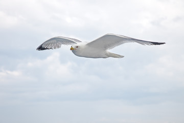 Obraz premium Albatros