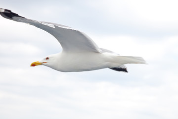 Albatross