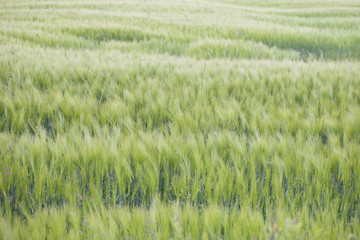 Barley field.
