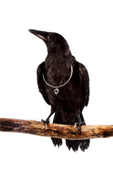 Fototapeta premium The black bird sits on a branch with a silver hear