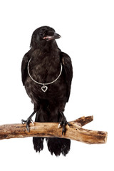 The black bird sits on a branch with a silver heart