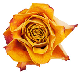 Big bud dried orange roses