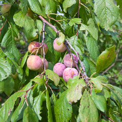 plums on a branch
