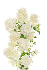 blossoming branch of jasmine on white