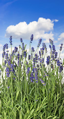 fresh lavender plants over  blue sky