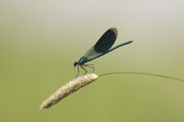 Gebänderte Prachtlibelle - Libelle