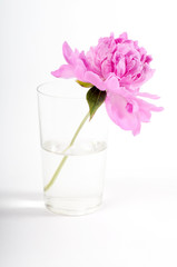 Pink peony