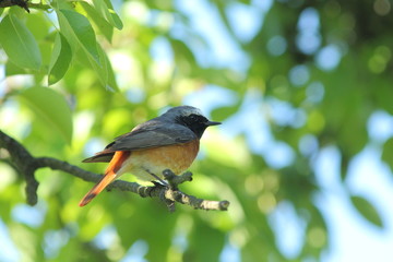 Vogel - Gartenrotschwanz