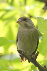 Vogel - Grünfink