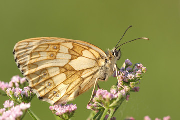 Schachbrettfalter - Falter