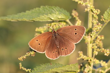Braune Waldvogel  - Falter