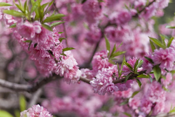 Kirschblüte