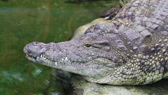 Dangerous crocodile lounging by a river of green water