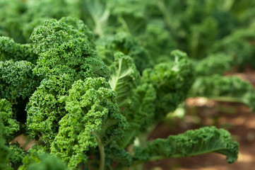 Kale in garden