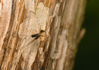 Ichneumonidae, Ephialtes manifestator