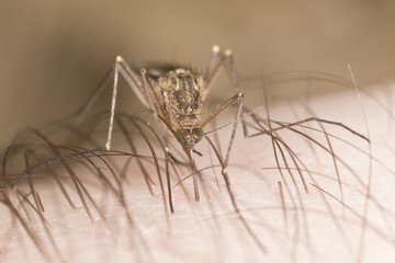 Mosquito sucking blood, extreme close up