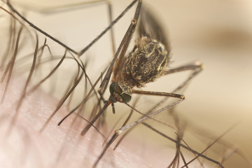 Mosquito sucking blood, extreme close-up with high magnification