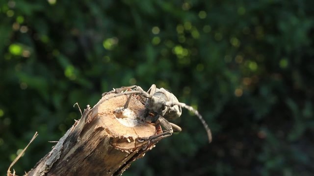 stagbeetle