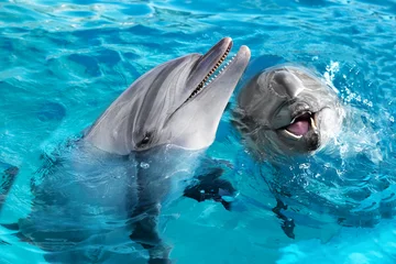 Foto op Plexiglas Dolfijn Paar tuimelaar